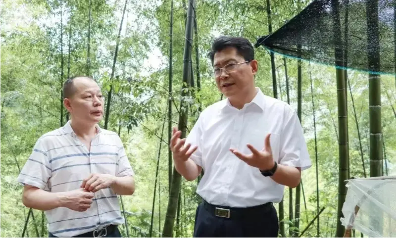 Liu Shuo, Sekretär des städtischen Parteikomitees von Pingxiang, inspiziert die Anoectochilus-Pflanzbasis