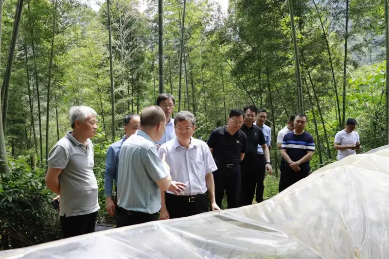 Liu Shuren, Direktor der Entwicklungs- und Reformabteilung der National Forestry and Grassland Administration, untersucht die Anpflanzungsbasis von Anxin Shibawan Anoectochilus
