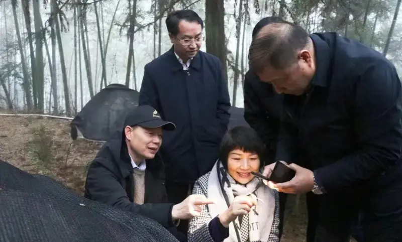 Lu Xiaoqing, ehemaliger Vorsitzender von Jiangzhong Pharmaceutical und derzeitiges Mitglied des Ständigen Ausschusses des Parteikomitees der Provinz Jiangxi und Direktor der Öffentlichkeitsabteilung, inspiziert unsere Pflanzbasis