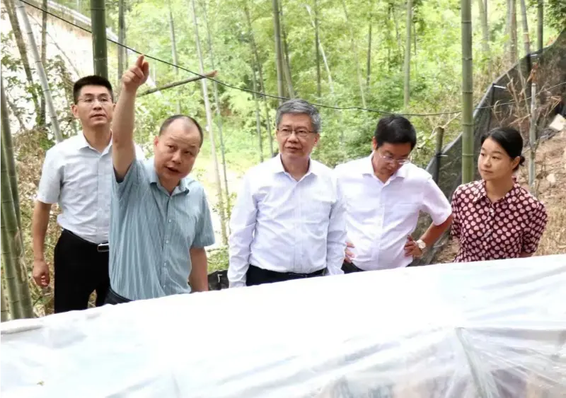 Liu Hongning, Dekan des Advanced Research Institute der Jiangxi University of Traditional Chinese Medicine und ehemaliger Parteisekretär der Universität, leitet die Expertengruppe der Provinz für eine umfassende Reform der traditionellen chinesischen Medizin in Jiangxi, um an unserer Anoectochilus-Basis zu forschen