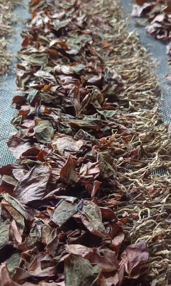Export-Grade Native Premium Dried Anoectochilus Roxburghii